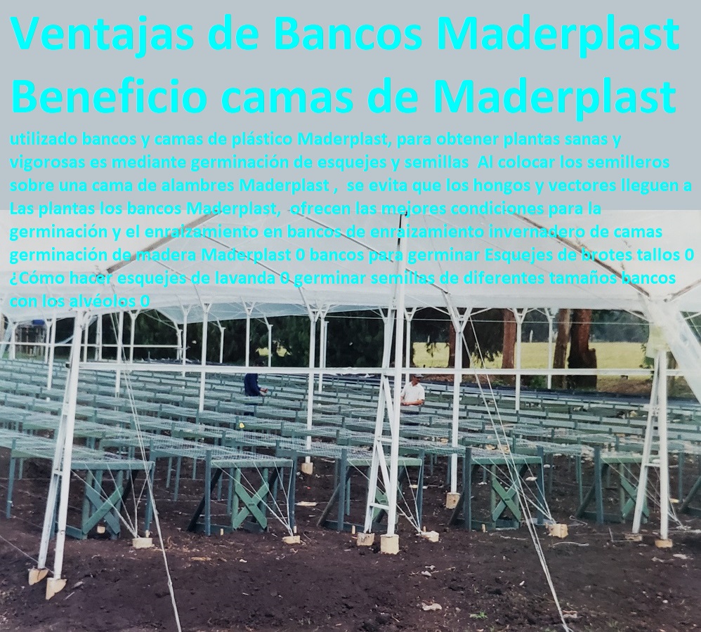 Bancos de enraizamiento invernadero de camas germinación de madera Maderplast 0 bancos para germinar Esquejes de brotes tallos 0 ¿Cómo hacer esquejes de lavanda 0 germinar semillas de diferentes tamaños bancos con los alvéolos 0 Bancos de enraizamiento invernadero de camas germinación de madera Maderplast 0 bancos para germinar Esquejes de brotes tallos 0 INVERNADEROS, SEMILLEROS, BANCOS DE SIEMBRA, Hidroponía, Agricultura, Cosecha, Poscosecha, Tutores para Flores cable vía Bananas Aromáticas, Cultivos Tecnificados, ¿Cómo hacer esquejes de lavanda 0 germinar semillas de diferentes tamaños bancos con los alvéolos 0